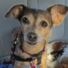 Chihuahua Dogs for adoption in Rancho Santa Fe, CA, USA