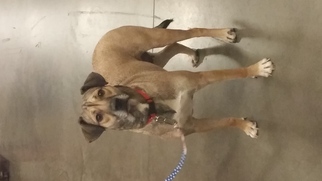 Mutt Dogs for adoption in O Fallon, MO, USA
