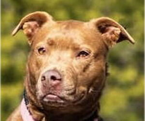 Chocolate Labrador retriever-Unknown Mix Dogs for adoption in Canton, CT, USA