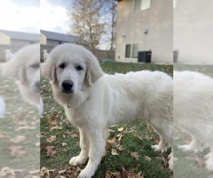 Great Pyrenees Dogs for adoption in Brooklyn Center, MN, USA