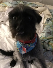 Shih Tzu Dogs for adoption in Surprise , AZ, USA