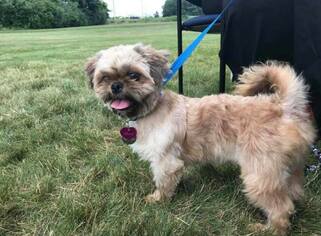 Shih Tzu Dogs for adoption in Toledo, OH, USA