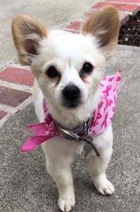Pomeranian Dogs for adoption in Menifee, CA, USA