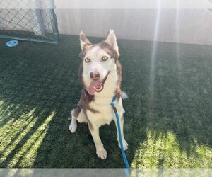 Siberian Husky Dogs for adoption in Pasadena, CA, USA