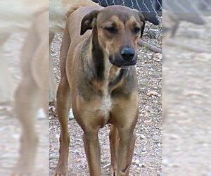 Labrador Retriever-Mountain Cur Mix Dogs for adoption in Harrison, AR, USA