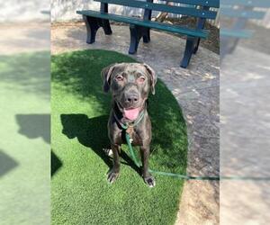 Lab-Pointer Dogs for adoption in Corona, CA, USA