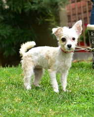 77+ Jack Russell Terrier Maltese Mix