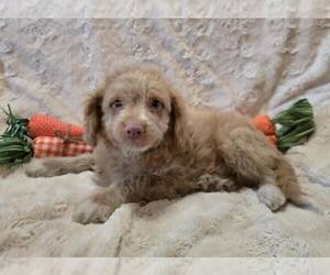 Mutt Dogs for adoption in Modesto, CA, USA