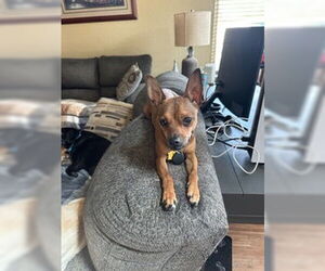 Chipin Dogs for adoption in Chandler, AZ, USA