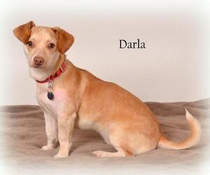 Chiweenie Dogs for adoption in St Helens, OR, USA