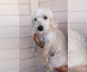Maltese Dogs for adoption in Dana Point, CA, USA