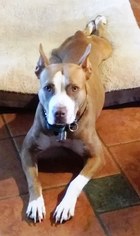 American Pit Bull Terrier-Unknown Mix Dogs for adoption in DeLand, FL, USA
