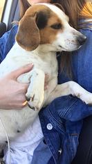 Beagle Dogs for adoption in Fairhope, AL, USA