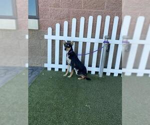 Border Kelpie Dogs for adoption in Modesto, CA, USA
