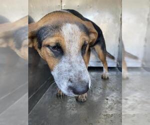 Australian Cattle Dog Dogs for adoption in Bakersfield, CA, USA