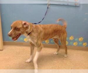 Boxer-Chesapeake Bay Retriever Mix Dogs for adoption in Palmer, AK, USA