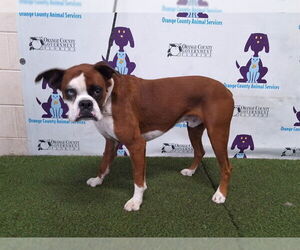 Boxer Dogs for adoption in Orlando, FL, USA