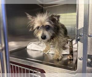 Mutt Dogs for adoption in Grand Prairie, TX, USA