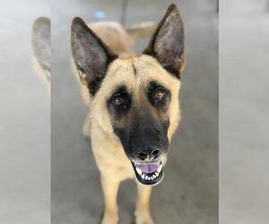 German Shepherd Dog-Unknown Mix Dogs for adoption in Chula Vista, CA, USA