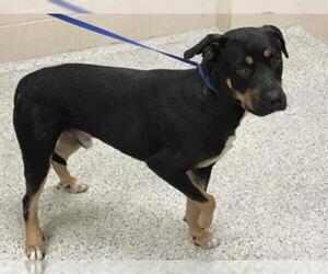Rottweiler Dogs for adoption in Conroe, TX, USA