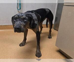 Catahoula Leopard Dog Dogs for adoption in Martinez, CA, USA