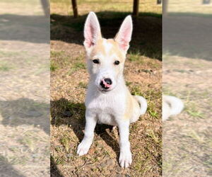 Huskies -Unknown Mix Dogs for adoption in Bryant, AR, USA