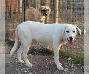 Akbash-Anatolian Shepherd Mix Dogs for adoption in Whitewright, TX, USA