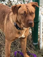 Bull-Boxer Dogs for adoption in Smithfield, NC, USA