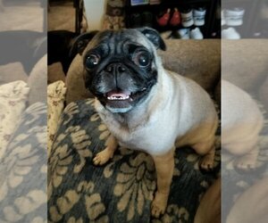Pug Dogs for adoption in Pottstown, PA, USA