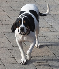 Treeing Walker Coonhound Dogs for adoption in Mechanicsburg, PA, USA