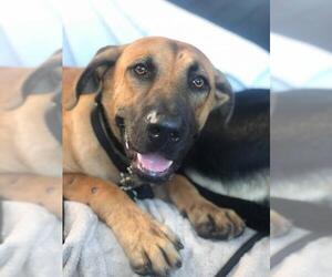 Black Mouth Cur Dogs for adoption in Pompano Beach , FL, USA