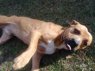 Bulldog-Unknown Mix Dogs for adoption in Gainesville, FL, USA