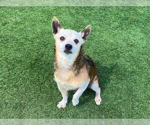 Parson Russell Terrier Dogs for adoption in Orange, CA, USA