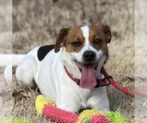 Jack Russell Terrier-Unknown Mix Dogs for adoption in Yardley, PA, USA