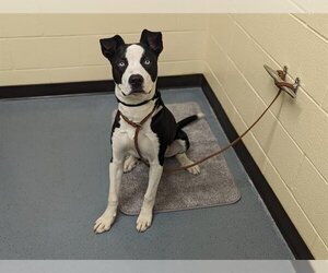 American Bulldog-Labrador Retriever Mix Dogs for adoption in Denver, CO, USA