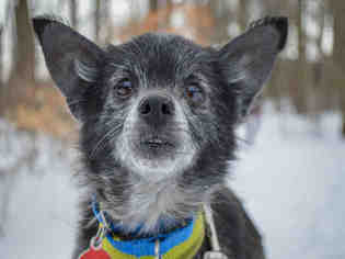 Chihuahua Dogs for adoption in Pittsburgh, PA, USA