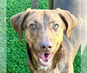 Mutt Dogs for adoption in Canton, CT, USA