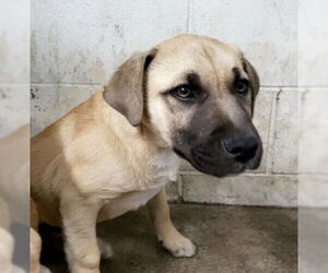 German Shepherd Dog-Unknown Mix Dogs for adoption in San Bernardino, CA, USA