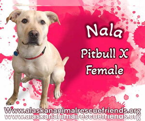 American Pit Bull Terrier-Labrador Retriever Mix Dogs for adoption in Anchorage, AK, USA