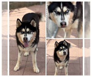 Siberian Husky Dogs for adoption in Westminster, MD, USA