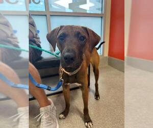 Redbone Coonhound-Unknown Mix Dogs for adoption in Louisville, KY, USA