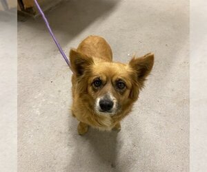 Cardigan Welsh Corgi-Pomeranian Mix Dogs for adoption in Modesto, CA, USA