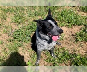 Australian Cattle Dog Dogs for adoption in San Martin, CA, USA