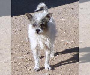 Medium Photo #8 Chihuahua-Poodle (Toy) Mix Puppy For Sale in Peralta, NM, USA