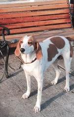 English Foxhound-Unknown Mix Dogs for adoption in Petaluma, CA, USA
