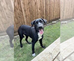Labrador Retriever-Unknown Mix Dogs for adoption in Plano, TX, USA