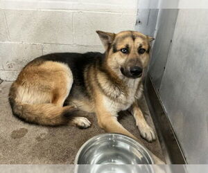 German Shepherd Dog Dogs for adoption in San Bernardino, CA, USA
