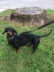Dachshund Dogs for adoption in Knoxville, TN, USA