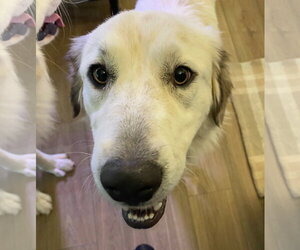 Great Pyrenees Dogs for adoption in Dallas, TX, USA