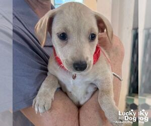 Chihuahua-Unknown Mix Dogs for adoption in Washington, DC, USA